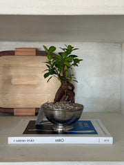 Ficus Specimen