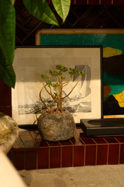 Crassula Ovata Plant