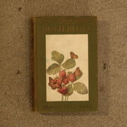 Butterflies - Vintage